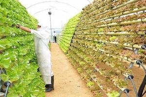 Trabajan proyecto que busca optimizar consumo de energía en industrias agrícolas de Piura