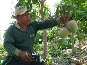 Trabajos culturales y tecnología meteorológica pueden ser claves para salvar la campaña de mango