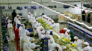 Transfieren acciones del capital social de Agrokasa Holdings