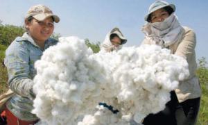 Tras siete años de TLC con EE.UU., el algodón es el producto más afectado