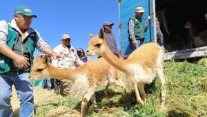 Trasladan 400 vicuñas para repoblar comunidad campesina de Vischongo