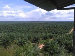 Tribunal Constitucional declaró improcedente acción legal contra empresa palmicultora Ocho Sur