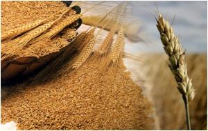 Trigo: ¿cómo impacta en Perú el alza de precio del grano en el mercado mundial?