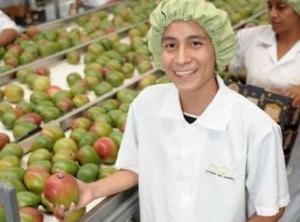 Tropical Farm: Perú tendrá mangos un mes antes de lo acostumbrado y podrá competir con Brasil