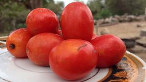 Tumbes: declaran el tercer sábado de noviembre Día de la Ciruela Criolla