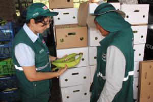 Ucayali inicia exportación de plátano bellaco a Chile