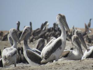 Último censo de aves guaneras registra 2.4 millones de ejemplares en el litoral peruano
