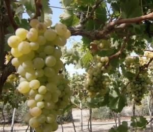 Un 30% de productores de uva en Ica son ahora fabricantes de pisco y vino