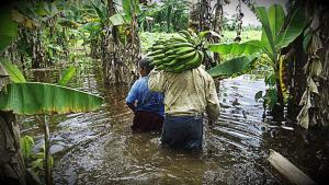 Un análisis FODA de la agricultura peruana