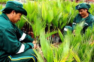 Un millón de plantas sembrará la Municipalidad de Lima en los próximos días