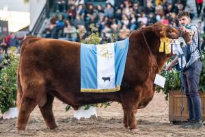 Un toro Angus argentino fue elegido el mejor del planeta