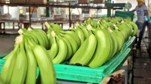 Un total de 1.150.000 cajas de banano de Ecuador no han sido exportadas debido a complicaciones por la guerra en Ucrania