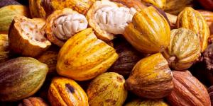 Una adecuada nutrición del suelo y de las plantas reduciría el porcentaje de cadmio en el cacao