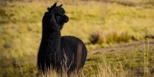 UNALM avanza en investigación para incrementar población de alpacas negras en el país