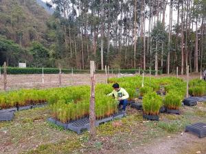 UNALM dona 9.300 plantones de pino rojo a asociaciones de Oxapampa