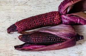 UNALM elabora pop corn de maíz morado rico en antioxidantes