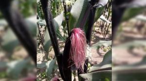 UNALM lanzará pop-corn más saludable en base a maíz morado y alto potencial comercial