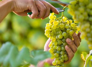 Unión Europea aumentará levemente la producción e importación de uvas de mesa en la temporada 2021-2022