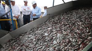 Urge adelantar la segunda temporada de pesca de anchoveta para mitigar la crisis económica y social que atraviesa el sector pesca