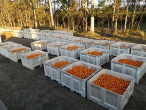 Uruguay ya representa el 60% de la producción de cítricos para Camposol