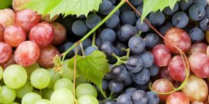 USDA: producción mundial de uva de mesa alcanzaría los 27.3 millones de toneladas en la campaña 2022/2023