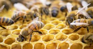 Utilizan blockchain para producir miel y garantizar su autenticidad