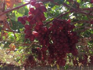 Uva de California cerraría la brecha del norte peruano