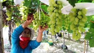 Uva de mesa peruana proyecta repunte de producción, debido a que este año las temperaturas están más frías