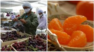 Uvas de mesa y mandarinas peruanas ya pueden ingresar a Indonesia