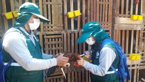 Vacunaron a 281.612 aves contra enfermedad de Newcastle en Ica en 2019