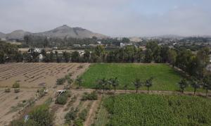 Valle Chillón: 3,488 hectáreas sufrieron cambio de uso de agrícola