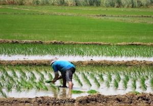 Valle Jequetepeque producirá más de 336 mil toneladas de arroz