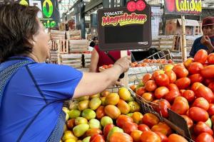 Variedad de tomate de pura pulpa Megalotom gana popularidad en Perú