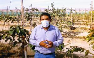 Variedades de cerezas Lapins, Santina y Sweet Heart vienen presentando buenas condiciones para adaptarse a Perú
