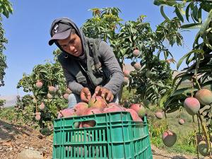 Ventana de cosecha de mango en Piura se verá afectada y el mayor volumen se concentrará en diciembre