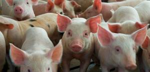Ventas de carne de cerdo durante fiestas de fin de año crecerían 30% con respecto a otros meses del año