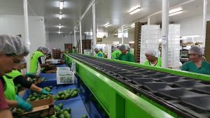 Verdeflor sumará dos plantas de maquila y empaque de paltas en Ica y Arequipa