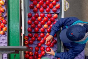 Verfrut supera su récord de exportaciones de frutas en la campaña 2020/2021