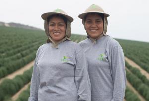 Virú se posicionó como la principal empresa agroexportadora de Perú en la primera mitad del 2021