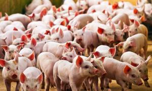 Virus detectado en cerdos de China no pone en riesgo producción porcina del Perú