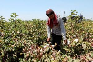“Volvamos a ser los mejores productores de algodón del mundo”