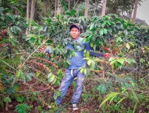 VRAEM: 730 hectáreas de coca fueron reconvertidas a café