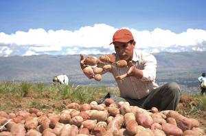 Yara lanza campaña RicaPapa para elevar la productividad de los productores con un menor impacto ambiental