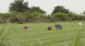 Zonas agrícolas en Lima aún resisten presión inmobiliaria