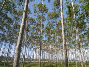 "Zonificación forestal de San Martín responde a política de Estado para hacer frente al cambio climático"