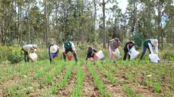 12 regiones del país ya cuentan con Mapa de Fertilidad del Suelo agrario