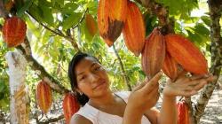 300.000 familias cafetaleras y cacaoteras en riesgo de no adecuarse al Reglamento de la Unión Europea sobre Deforestación