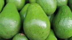 ¿Adiós a los cultivos de palta en España?