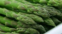 Agrícola Cerro Prieto exportó 5.600 toneladas de espárragos frescos en 2025