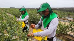 Agrícola Cerro Prieto renovará 690 ha de arándanos en los próximos dos años